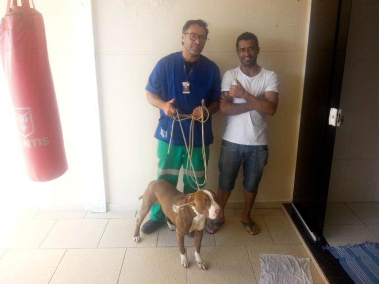 Campanha de adoção Delivery Pet Gru garante novos lares para 41 animais
