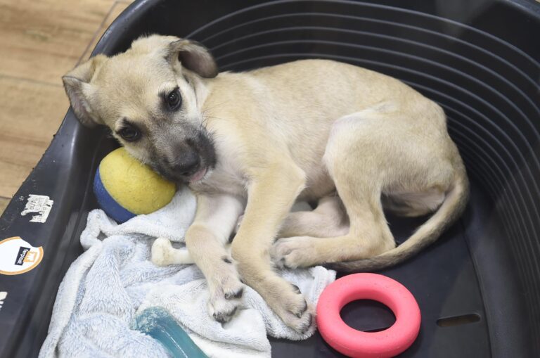 Adoção online é opção para quem quer ter um pet em Guarulhos