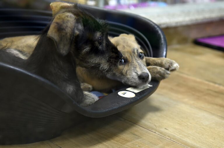 Prefeitura abre cadastro para 400 vagas de castração gratuita de cães e gatos