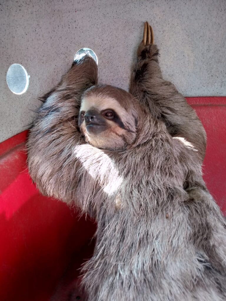 Bicho-preguiça é resgatado pela Inspetoria Ambiental da GCM na Vila Carmela