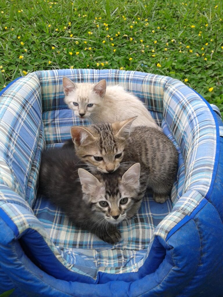 Prefeitura retoma o sistema de adoção online de cães e gatos Delivery Pet Gru