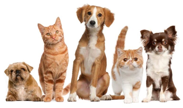 Guarulhos aprova a criação do novo Conselho Municipal de Proteção Animal