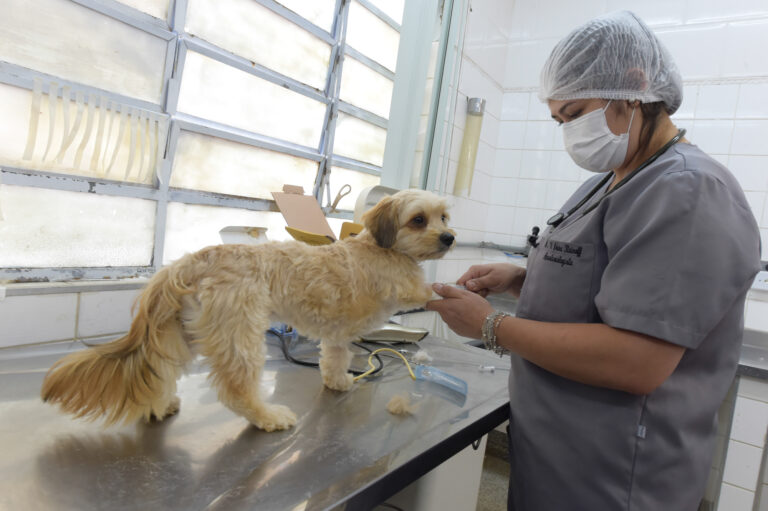 Serviço gratuito de castração atende mais de 6,4 mil pets em 2021