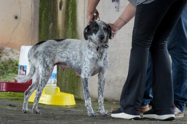 Pets para adoção marcam a abertura da Copa São Paulo de Futebol Júnior em Guarulhos
