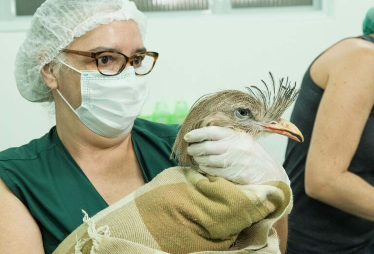 Zoológico de Guarulhos realiza cirurgia de implante de bico em seriema