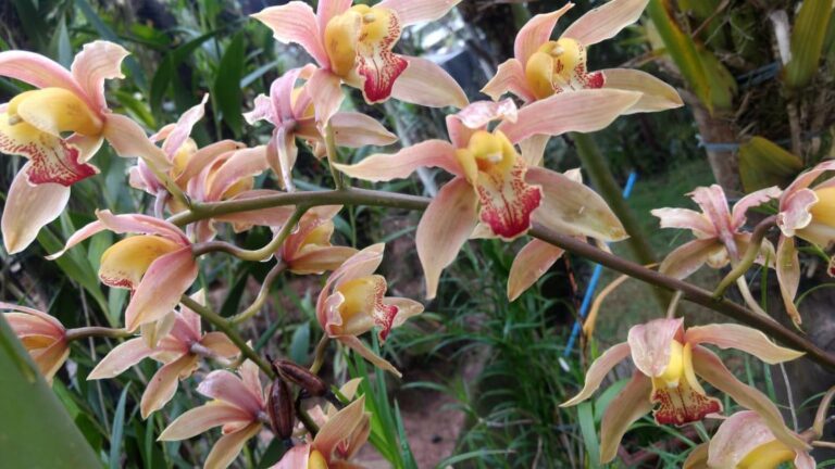 Agenda Ambiental de março terá oficinas no Orquidário Municipal e no Bosque Maia