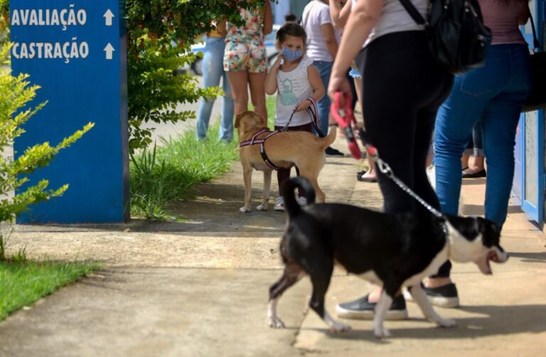 Campanha de castração gratuita de cães e gatos ainda oferece 205 vagas
