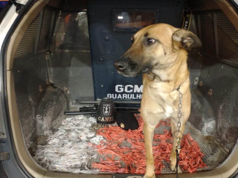 Cadela policial da GCM localiza grande quantidade de entorpecentes no Parque Mikail