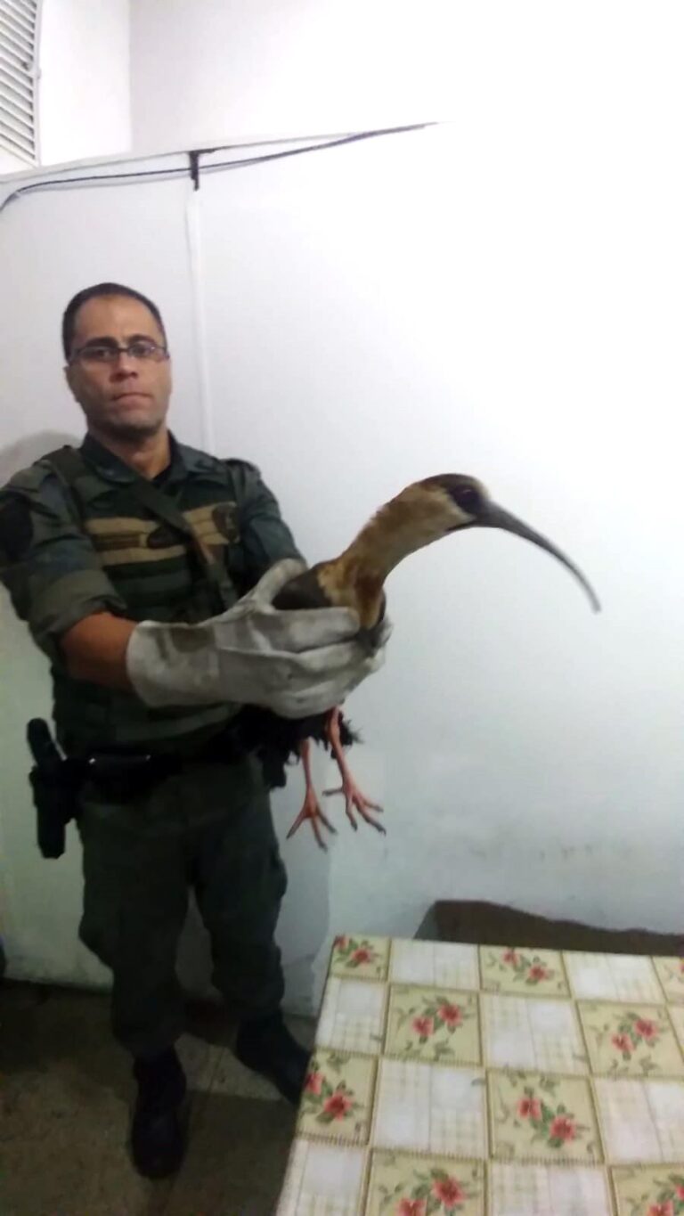 GCM Ambiental resgata ave silvestre ferida gravemente por cerol no Pimentas