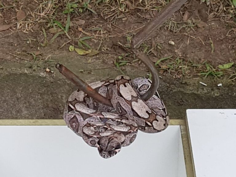 GCM Ambiental captura jiboia em empresa de Cumbica