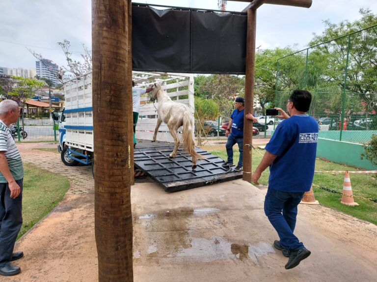 Égua desnutrida e em situação de risco é resgatada por agentes da GCM e de proteção animal