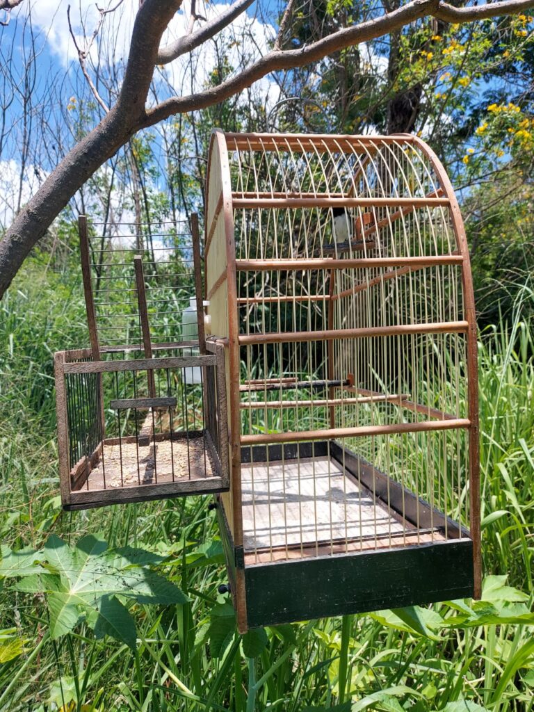 GCM Ambiental apreende homem por tentativa de capturar aves silvestres no Cabuçu
