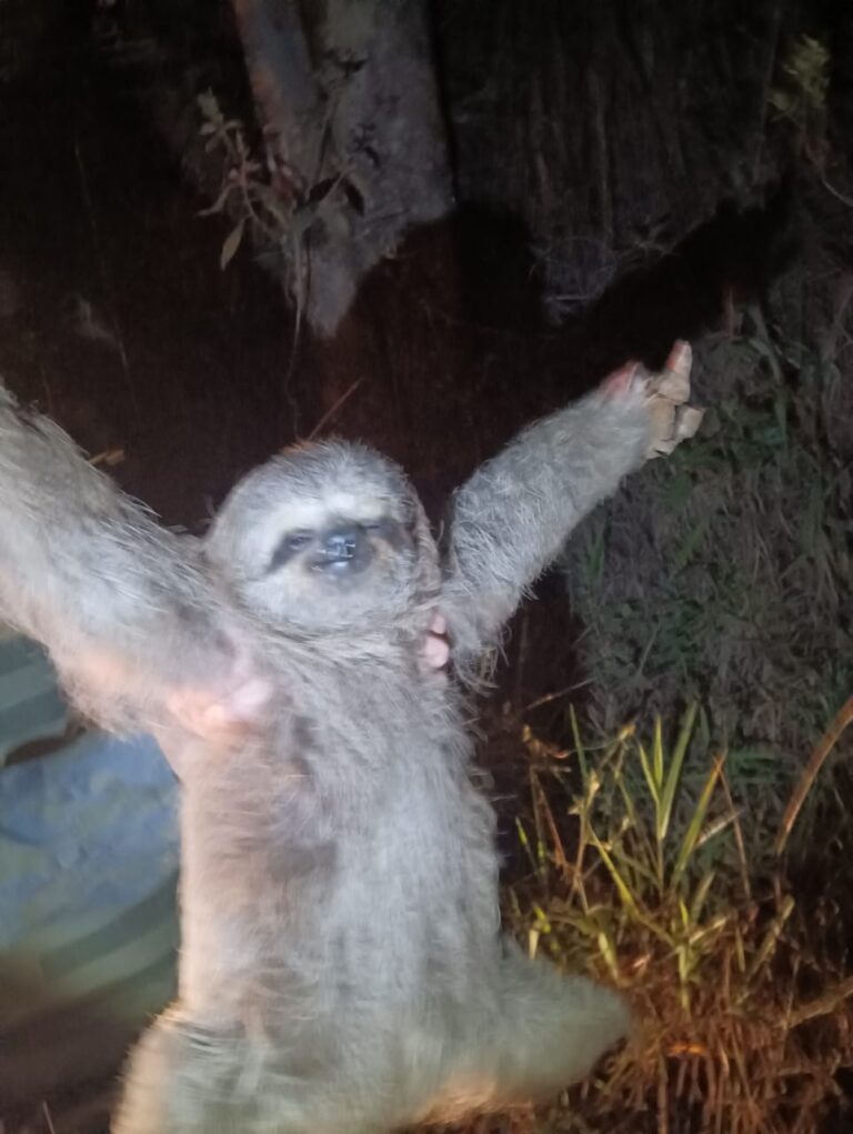 GCM resgata bicho-preguiça em situação de risco no Jardim Fortaleza