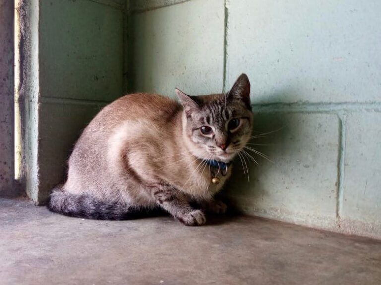 Filhotinhos de cães e gatos estão à espera de adoção no abrigo da Prefeitura de Guarulhos