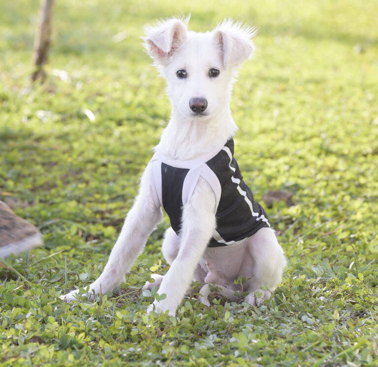 Prefeitura oferece 65 vagas em cursos gratuitos para o mercado pet