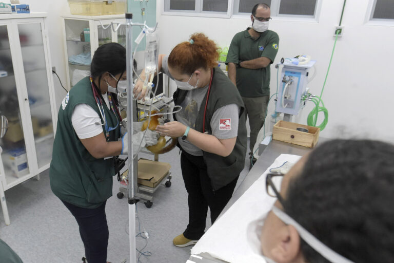 Zoológico de Guarulhos recebe sete de micos-leões-dourados resgatados do comércio ilegal no Suriname