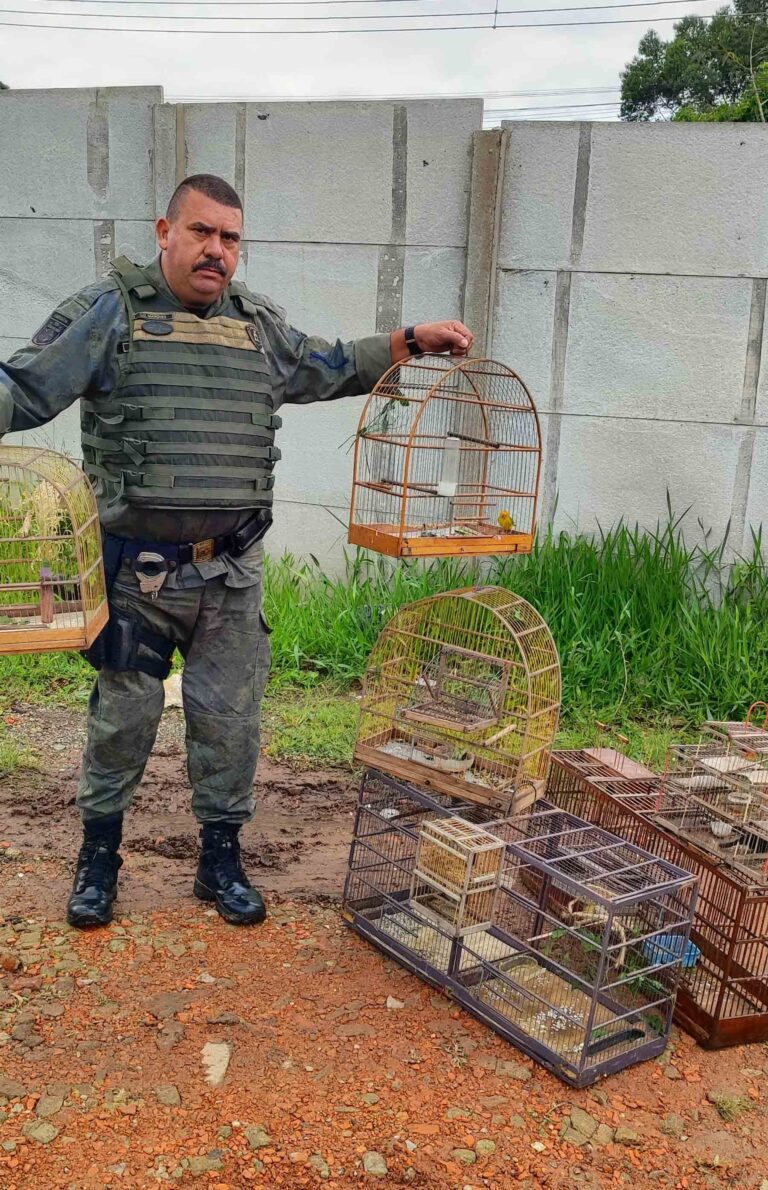 GCM resgata oito pássaros silvestres em cativeiro no Jardim Maria de Lurdes