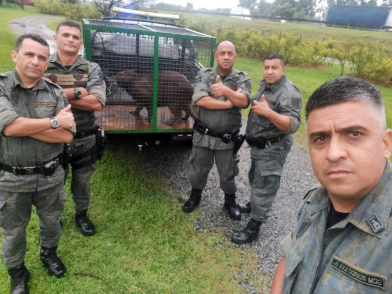 GCM Ambiental resgata 780 animais silvestres em situação de risco em 2023