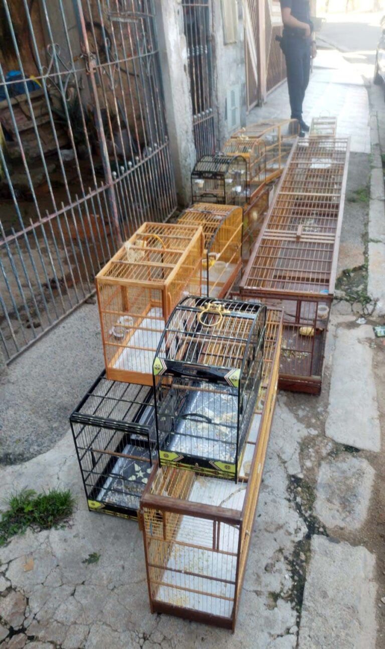 GCM apreende caminhões por transporte irregular de resíduos e resgata pássaros silvestres em cativeiro