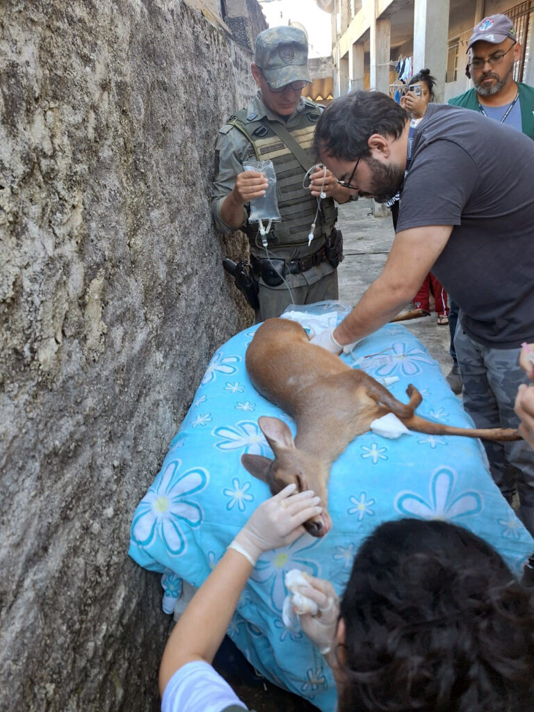 Prefeitura resgata veado-catingueiro em residência no Jardim Doraly