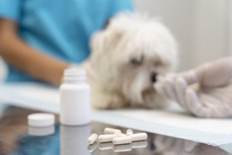 UNG ministra palestra sobre antibioticoterapia veterinária na Consulfarma