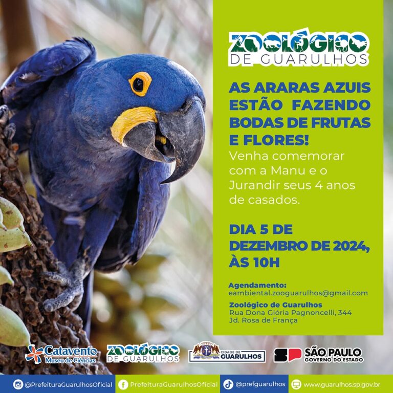 Zoológico comemora união do casal de araras-azuis e aniversário do leão Madiba