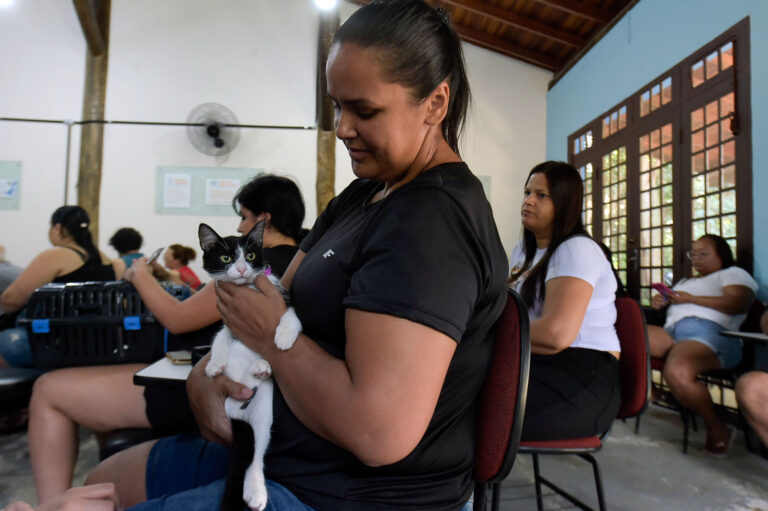 Mais de 100 gatinhos são castrados em ação do DEPAN