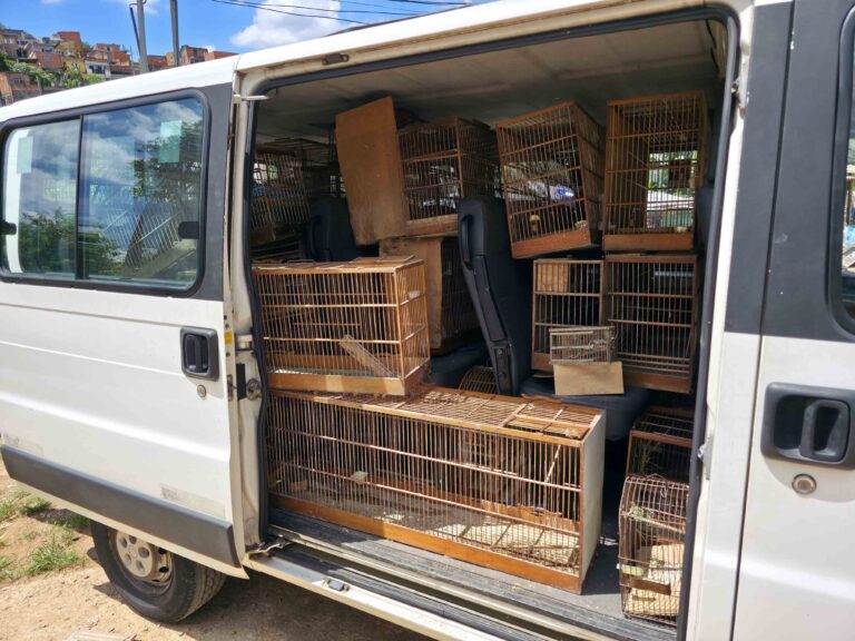 GCM apreende 70 aves silvestres em cativeiro ilegal no Recreio São Jorge