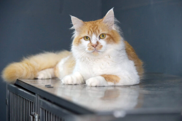 Prefeitura abre 310 novas vagas para castração gratuita e cães e gatos