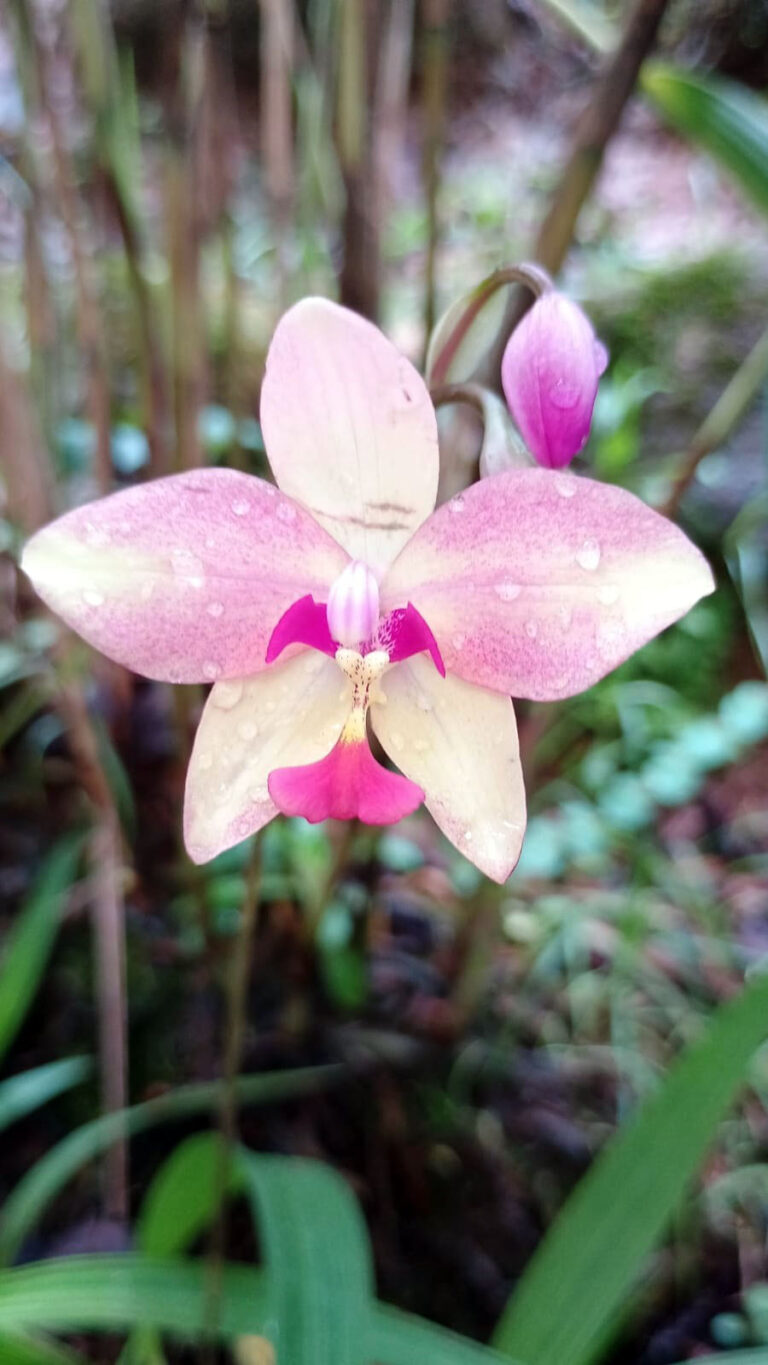 Bosque Maia promove atividades sobre abelhas, orquídeas e sustentabilidade em abril