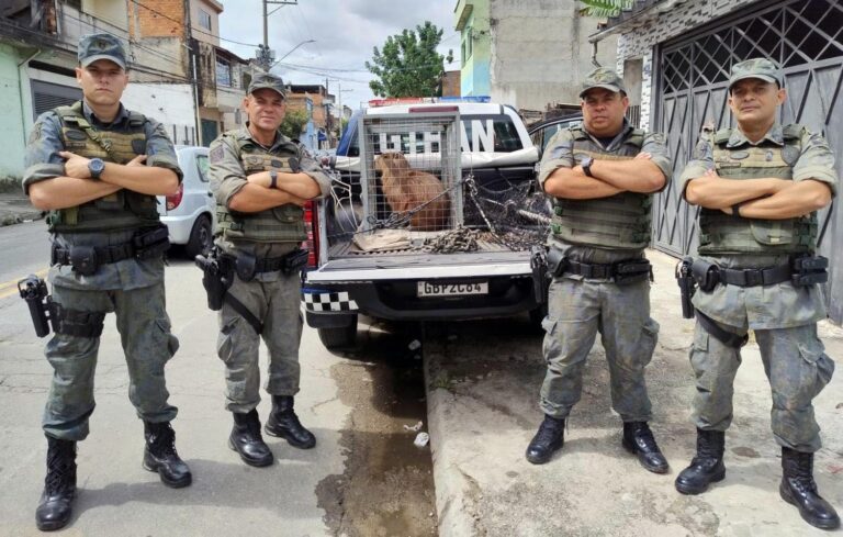 GCM resgata capivara no quintal de uma residência no Jardim Fortaleza