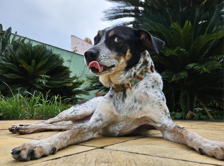 Prefeitura abre 115 vagas para castração gratuita de cães nesta sexta-feira