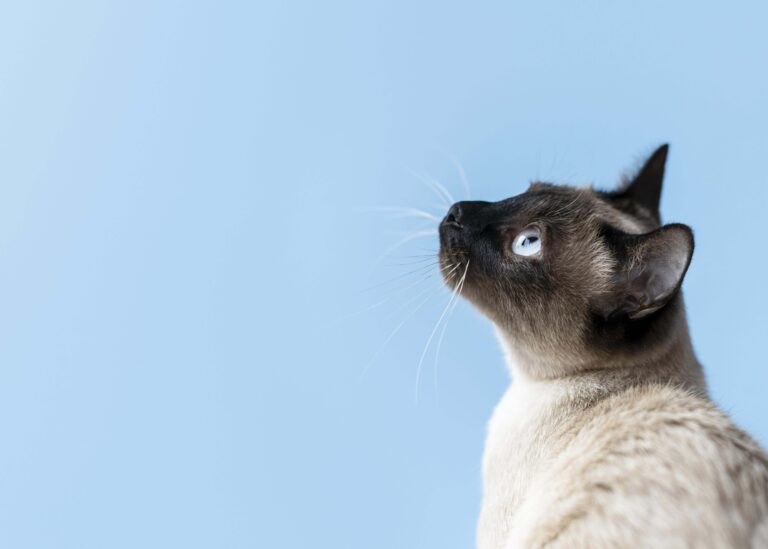 Prefeitura realiza nova etapa de castração gratuita de gatos