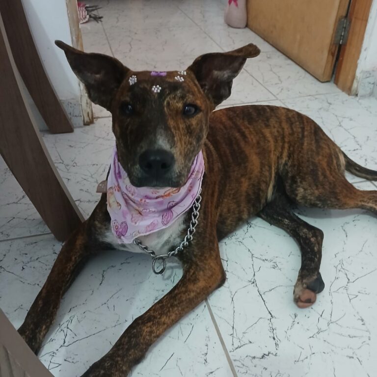 Virada Ambiental 2025 promove evento de adoção de cães e gatos no Bosque Maia