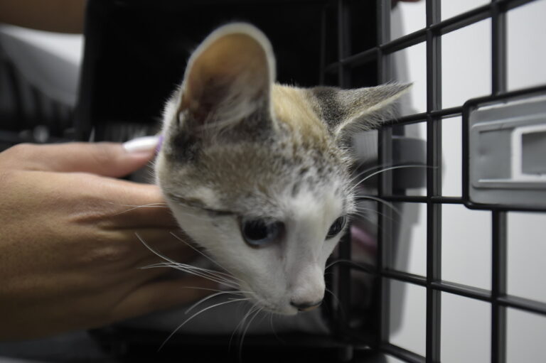 Protetores de animais têm até segunda-feira para se inscrever no cadastro da Prefeitura
