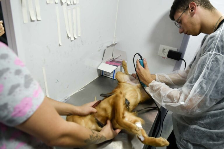 CastraPet Móvel atende região do Jardim Cumbica na próxima semana