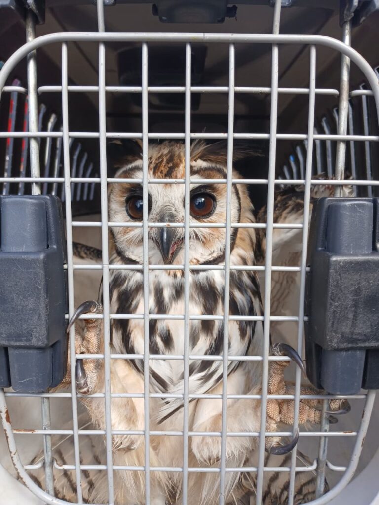 GCM de Guarulhos protege os animais e resgata aves silvestres em duas ocorrências