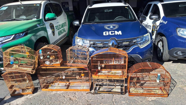 GCM prende traficante com quase 1 kg de drogas e resgata aves silvestres no Jardim Monte Alegre
