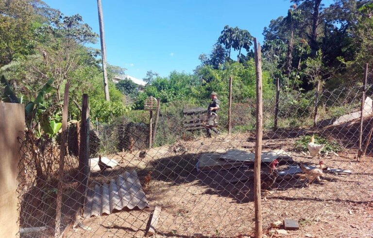 GCM apreende sete aves silvestres em cativeiro ilegal no Pimentas