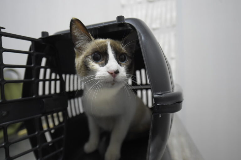 CastraPet Móvel atende 330 tutores e seus animais de estimação na região de Cumbica