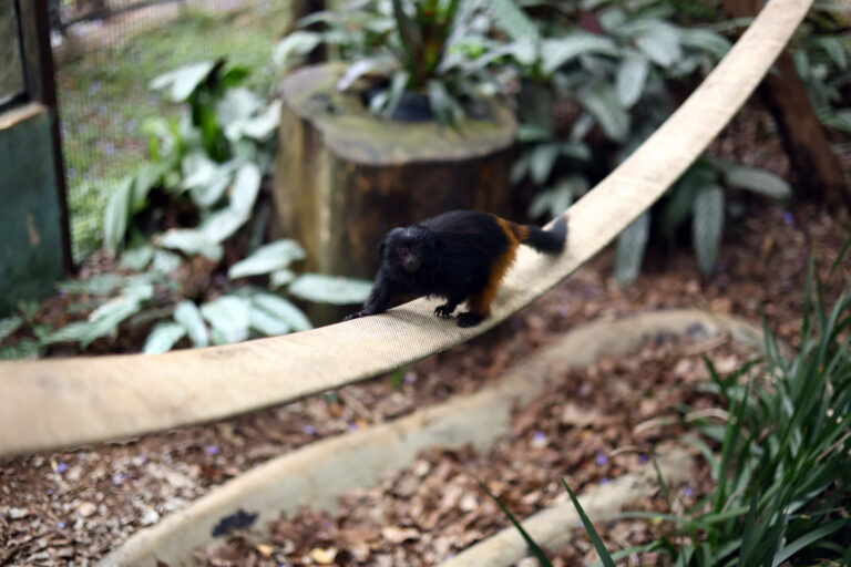Filhotes de mico-leão-preto, Maiara e Maraisa são as novas moradoras do Zoo de Guarulhos
