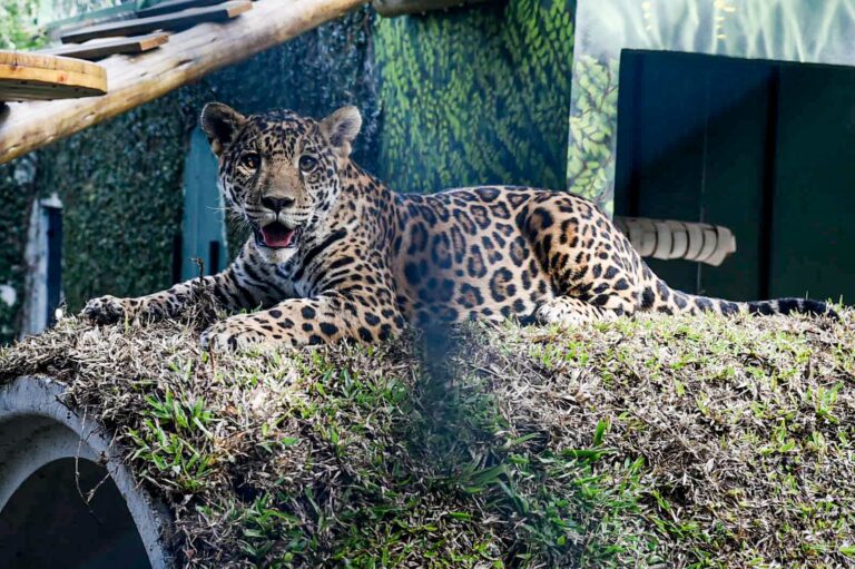 Niara Mani e Tupã Coré convidam público ao Zoológico de Guarulhos na semana do Carnaval