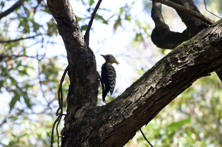 Educação Ambiental do Bosque Maia convida para manhã de observação de pássaros