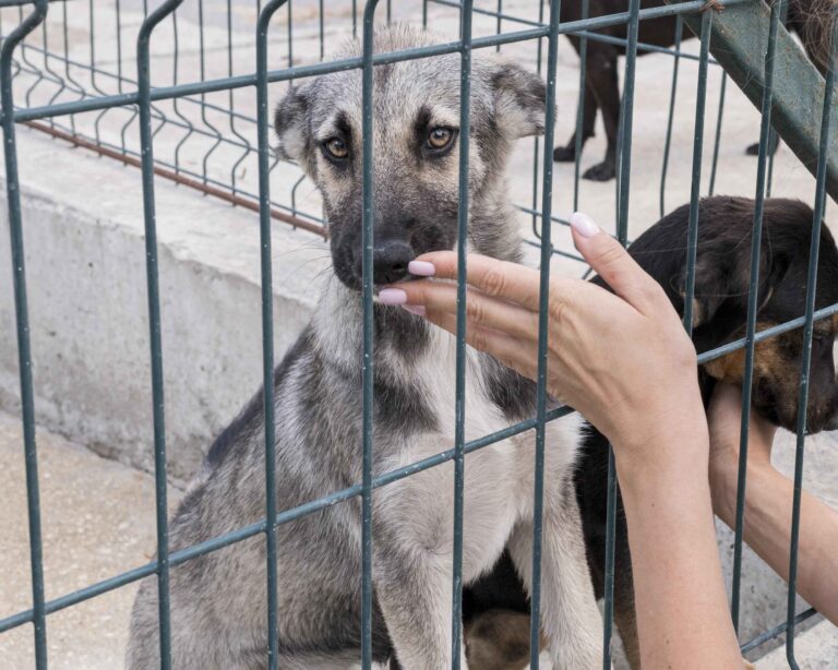 Feira de adoção de cães e gatos chega ao Jardim Vila Galvão neste sábado