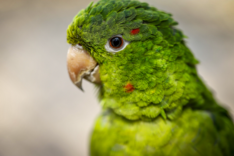 Zoológico Municipal abre inscrições para atividade “Escute as Aves da Mata Atlântica”